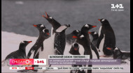 У пингвинов возле антарктической станции 