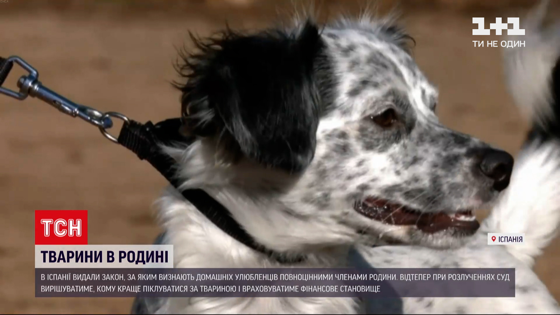 В Испании домашних животных признали законными членами семьи (видео) — УНИАН