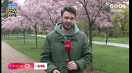 В Киеве начинают цвести сакуры
