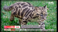 Кішки-самітники: що варто знати про димчастих леопардів та як врятувати їх від вимирання