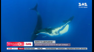 День китів і дельфінів: вражаючи факти про водних ссавців