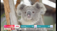 Интересные факты о коалах – Поп-наука