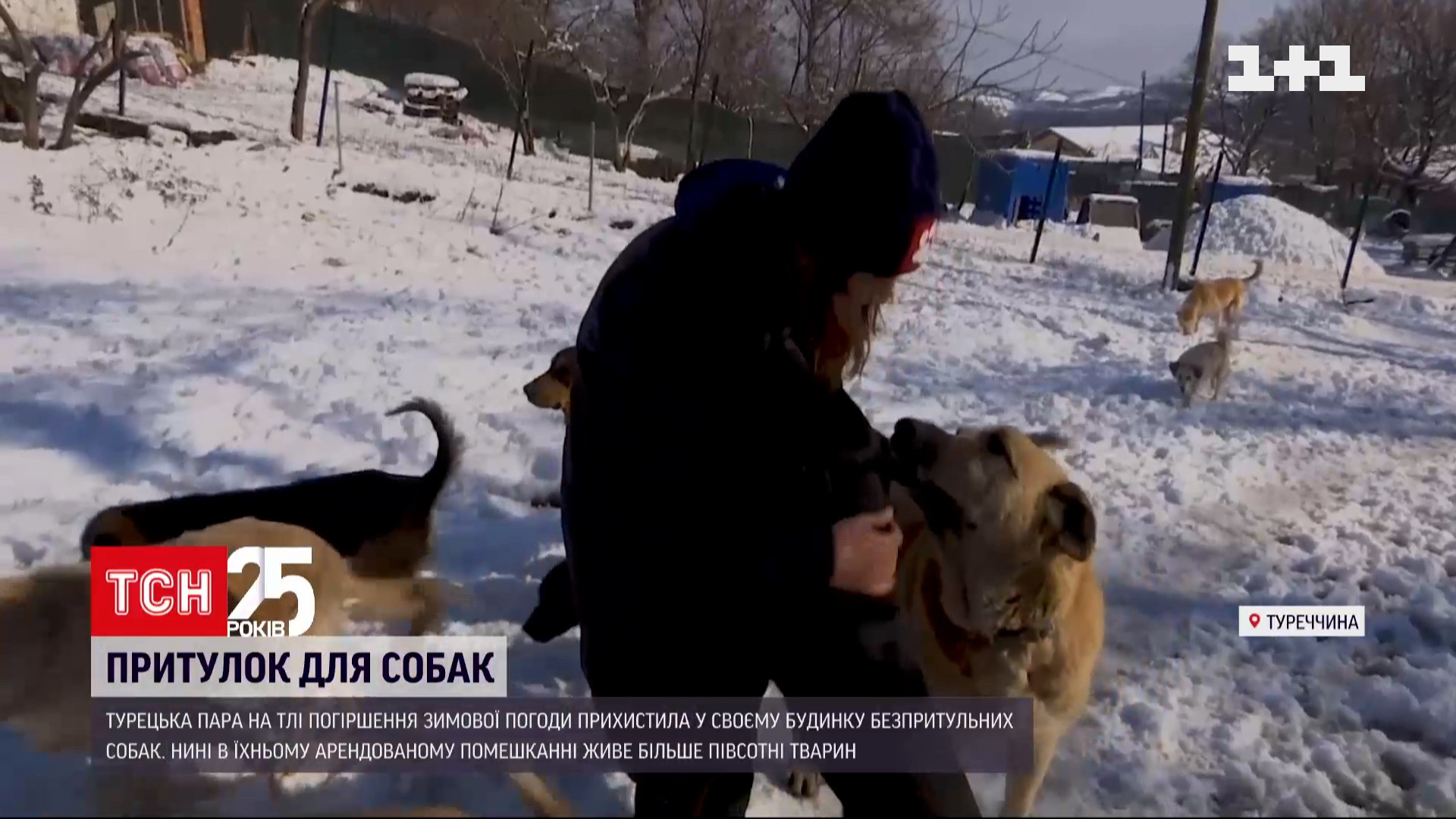 Спасение от слишком холодной зимы: пара из Турции приютила десятки собак  (видео) — УНИАН