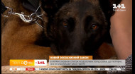 Новий зоозахисний закон в Україні та список «небезпечних» собак – кінолог Катерина Бєляєва