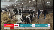 Чому в Україні стрімко скорочується виробництво молока – Економічні новини