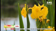 Как ухаживать за ирисом после цветения – советы садовой блогерки Тони Лесик