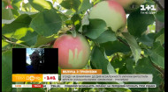 Патріотичні фрукти з тризубом: агроном Руслан Заїка розповів про унікальний сорт яблук