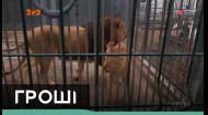 Как действует на практике новый закон о защите животных