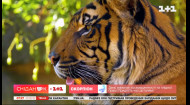 Кошки не умеющие мурлыкать: интересные факты о тиграх