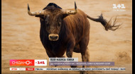 Унікальні факти про биків: чому вони священні для людини