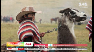 Кто такие эквадорские ковбои и как проходят гонки на ламах – Смотрите 