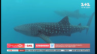 Китовая акула: интересные факты о самой большой акуле в мире