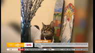 Потерялся самый известный кот Львова: четвероногий любимец мэрии исчез