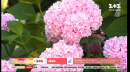 Как правильно ухаживать за гортензиями в период цветения – советы садовой блогерки Тони Лесик
