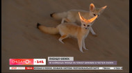 Найменша лисиця на планеті – Поп-Наука