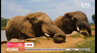 Пам'ятають образи десятки років: цікаві факти про слонів
