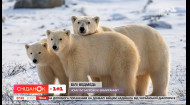 Смаые крупные хищники на планете: Интересные факты о белых медведях