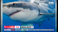 Интересные факты об опасных акулах – Поп-наука