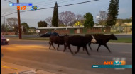 Коровы против людей и машин: в Калифорнии коровы гуляли по ночному городу Пико-Ривьера