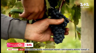 В Україні може зникнути виноградний бізнес