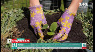 Як садити розсаду – поради садової блогерки Тоні Лесик