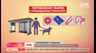 Чи дозволяють їхати в громадському транспорті з собакою та які правила перевезення