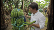 Как бананы из Эквадора готовят к экспорту в Украину
