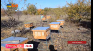 У якому вулику мед найсмачніший? Бортництво — нематеріальна культурна спадщина України