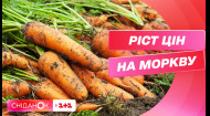 Здорожчання моркви: чим зумовлений ріст цін на продукти