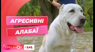 В Дрогобичі алабаї загризли маленького пса: подробиці інциденту на Львівщині
