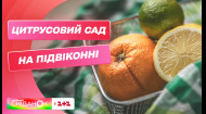 Цитрусовый сад на подоконнике: Как ухаживать за лимонами и мандаринами