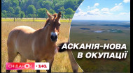 Асканія-Нова потрапила до рук окупантів: з якими проблемами стикнувся український персонал