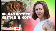 Як захистити рослини від домашніх тварин: прості поради від Олени Самойлюк