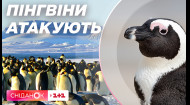 Украинскую станцию в Антарктиде атакуют пингвины, а полярники роют окопы