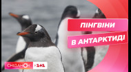 Як мешкають пінгвіни біля української антарктичної станції Академік Вернадський