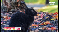 Они мурлыкают и хрюкают – интересные факты о кроликах