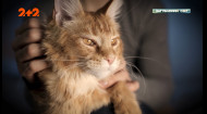Кіт втік від окупантів, щоб повернутися додому. Мейн-куна знайшли аж в Білорусі