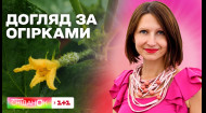Як подовжити плодоношення огірків: секрети від садової блогерки Антоніни Лесик