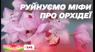 Почему не цветет орхидея: Вредители. Удобрения. Закаливание