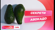 Як правильно вибрати авокадо — Дарія Дорошкевич