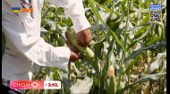 Кукурудза залишиться на полях: чому українські врожаї не буде де зберігати
