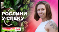 Як доглядати за рослинами у спеку – Олена Самойлюк
