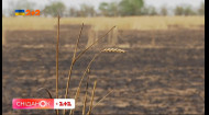 Найменша іскра — і поля пшениці нема. Вогняні жнива 2022
