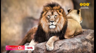 Чому серед левів полюють самки? Та чим в цей час зайняті самці?