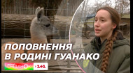 Пополнение в семье гуанако: об экзотическом животном из Киевского зоопарка