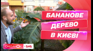 В одному зі столичних районів росте бананове дерево: чи чекати українських бананів у майбутньому