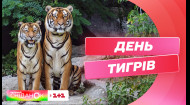 Міжнародний день тигрів: як вони живуть в українських зоопарках