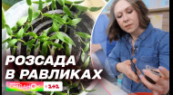 Робимо равлика для розсади: Простий спосіб посіву насіння томатів від Олени Самойлюк