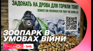 Как живут животные зимой во время войны – включение из Киевского зоопарка