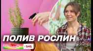 Лайфхаки для полива комнатных растений от Елены Самойлюк